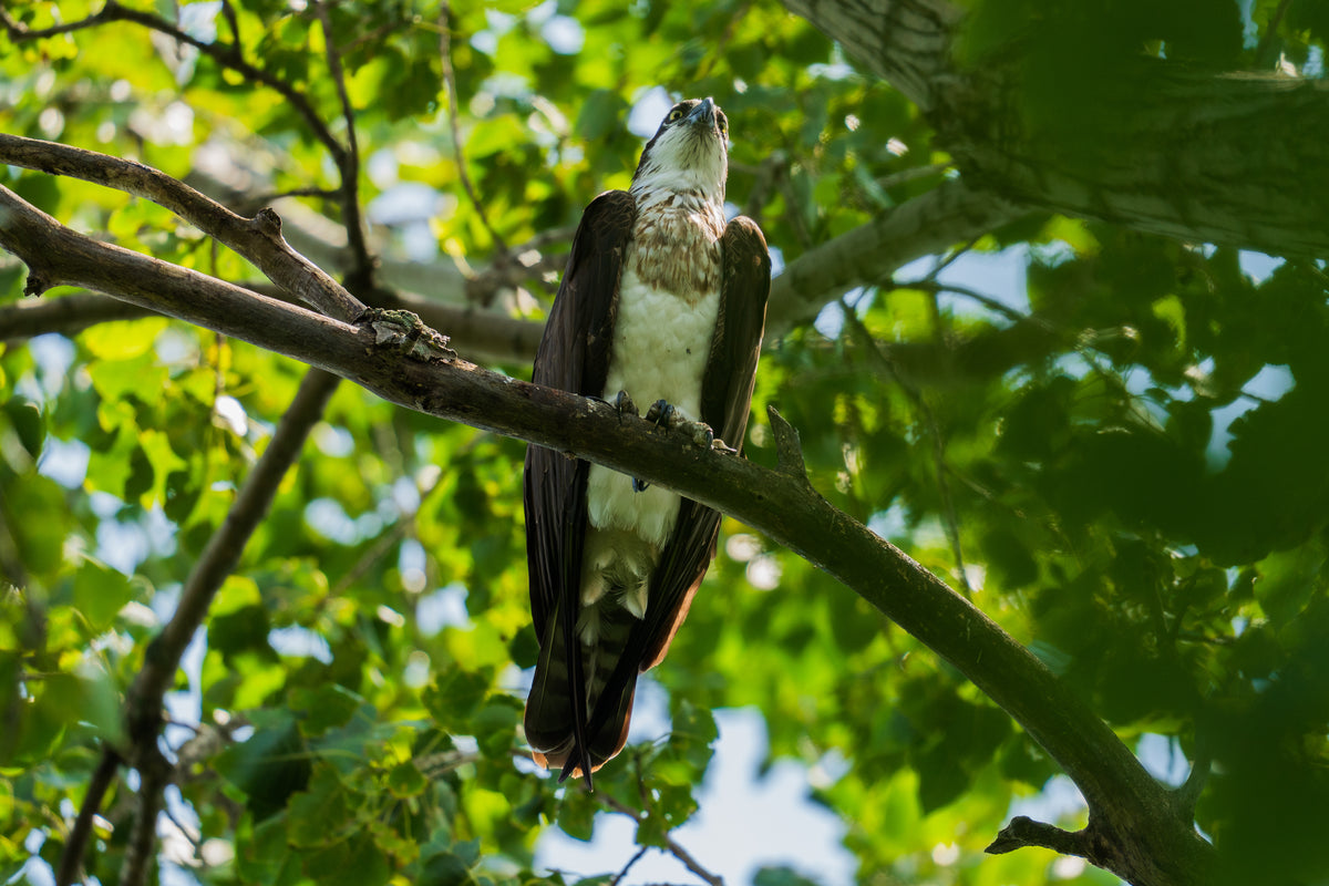 Guardian of the Canopy