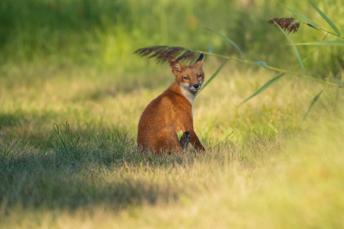 A Quiet Moment in the Wild